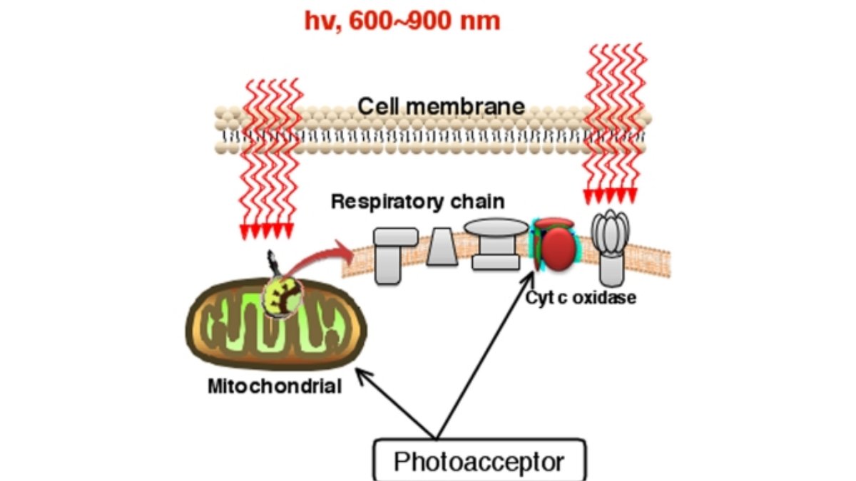 Enhancing Athletic Performance - Lumaflex