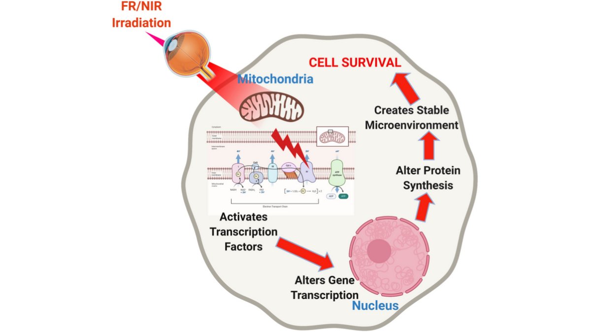 Enhancing Joint Health - Lumaflex