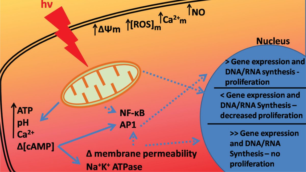 The Impact of Photobiomodulation - Lumaflex