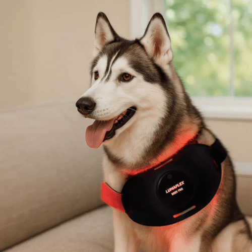 A Meta-analysis: Red Light Therapy for Pet Health Conditions - Lumaflex