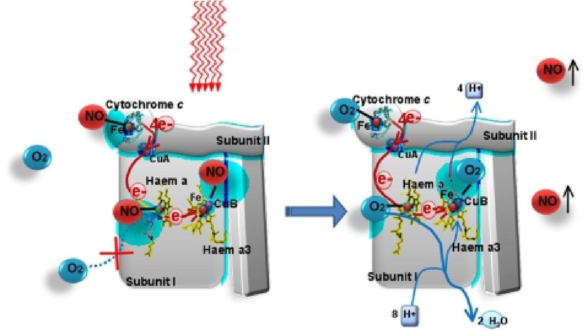 Enhancing Athletic Performance - Lumaflex